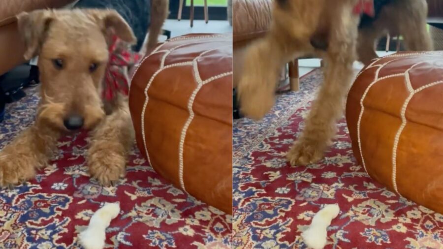 Airedale Terrier che gioca con il suo osso
