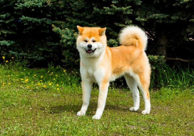 Akita, cane fiero: caratteristiche e storia