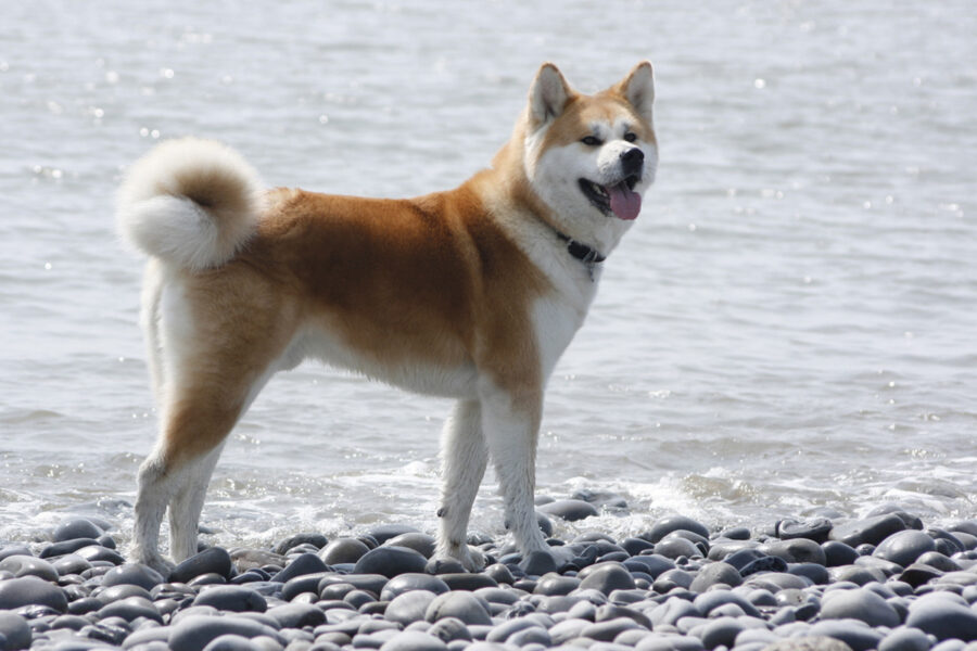 akita cane vicino al mare