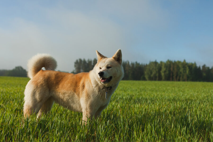 akita cane in mezzo all'erba