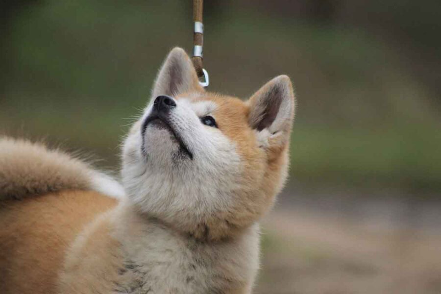 akita cane cucciolo