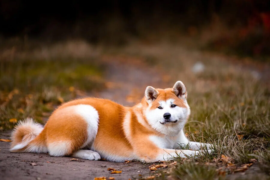 akita cane nel bosco