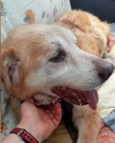 Cane anziano finalmente adottato: la sua complicata storia (VIDEO)