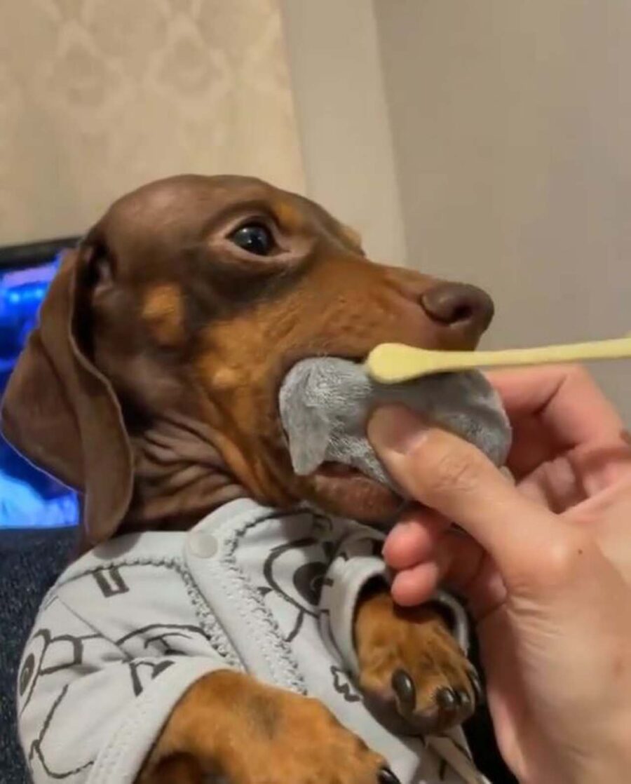 cane lava i denti con lo spazzolino