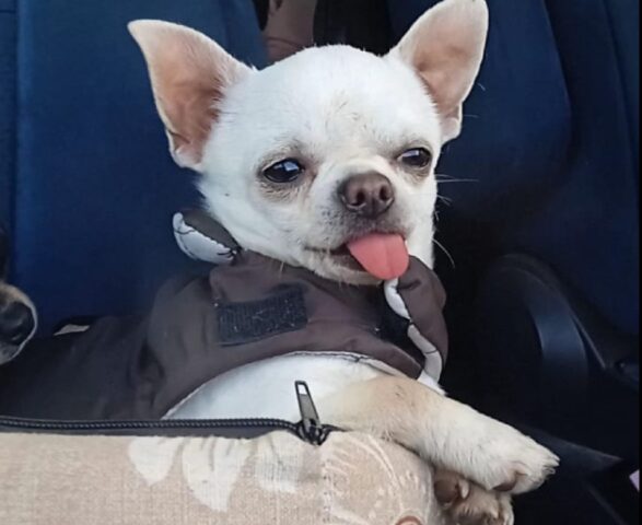 Bizzarrino, prelevato e fatto sparire un cane Chihuahua di nome Cellulino, la famiglia denuncia l’accaduto
