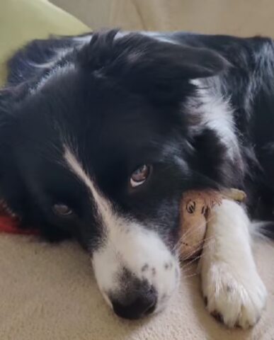 Border Collie e il suo supporto emotivo a forma di peluche (VIDEO)