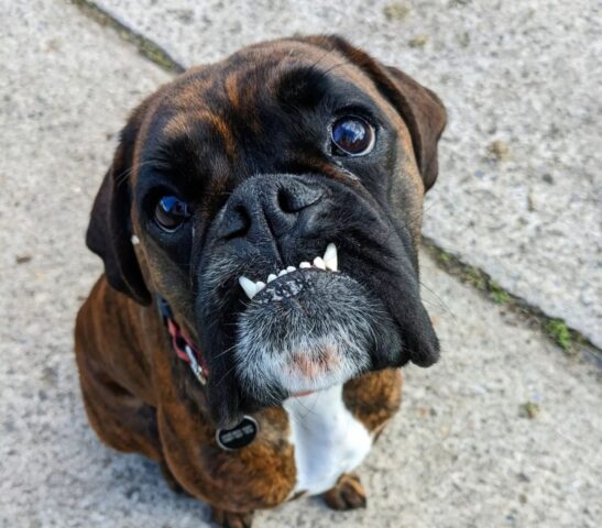 Murphy, la cagnolina Boxer danza di gioia quando il suo papà torna a casa (VIDEO)