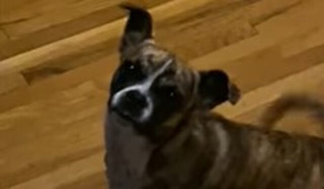 Una cagnolina sola e spaventata si trasforma in una cagnolina sicura di sé e determinata (VIDEO)