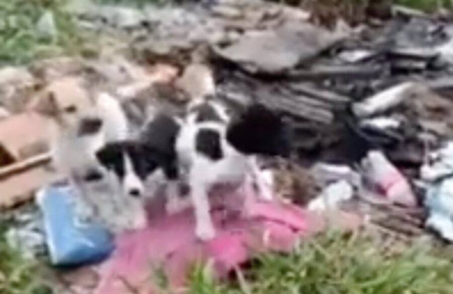 cagnolini ritrovati su un divano malconcio