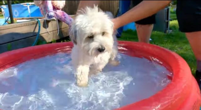 Cagnolino prova giochi per bambini e la piscina per la prima volta (VIDEO)