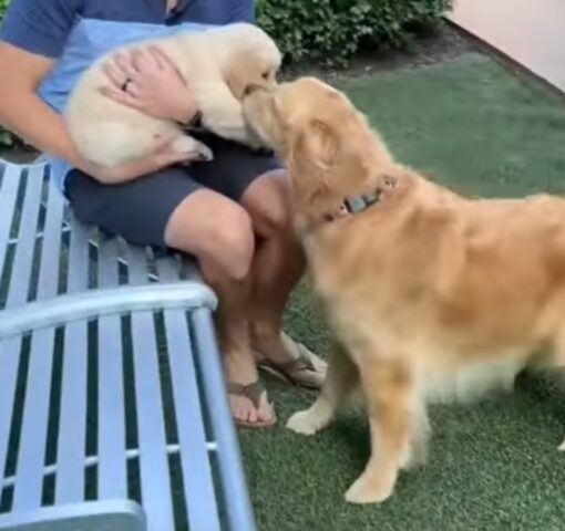 Cagnolino incontra un cucciolo per la prima volta (VIDEO)