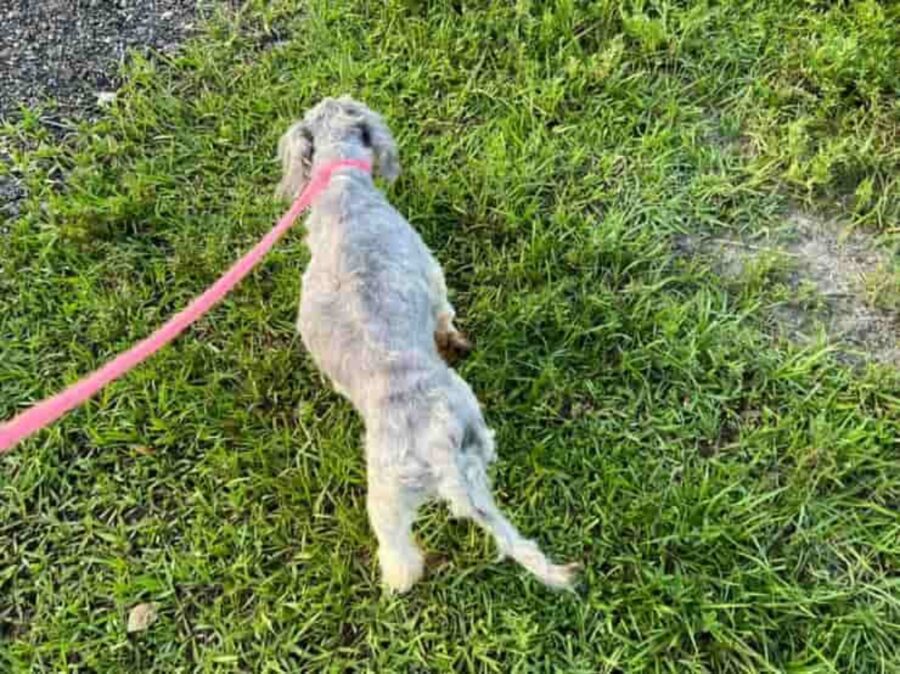 storia di un cagnolino abbandonato