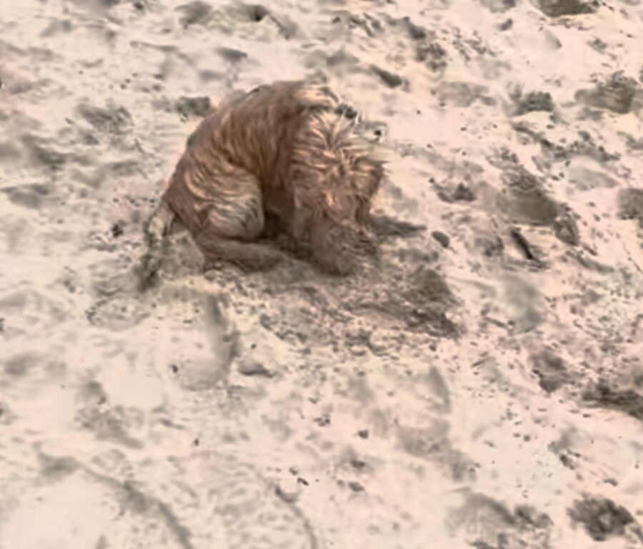 cagnolino in spiaggia per la prima volta