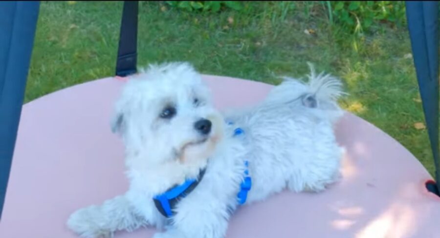 cagnolino prova giochi per bambini