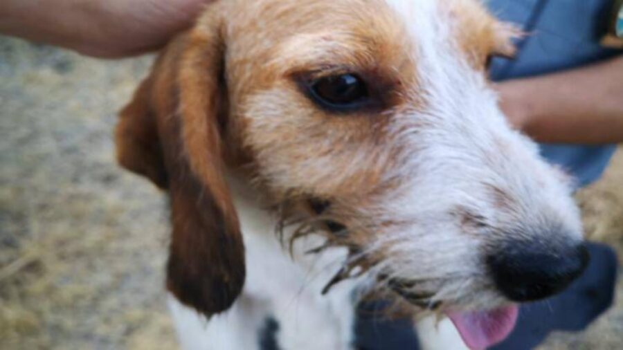 cagnolino maltrattato