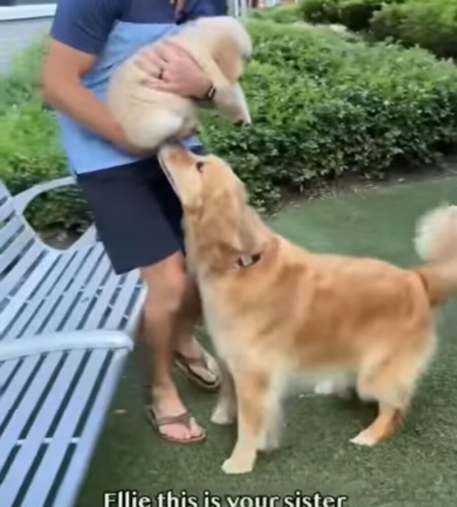 cagnolino incontra un cucciolo per la prima volta