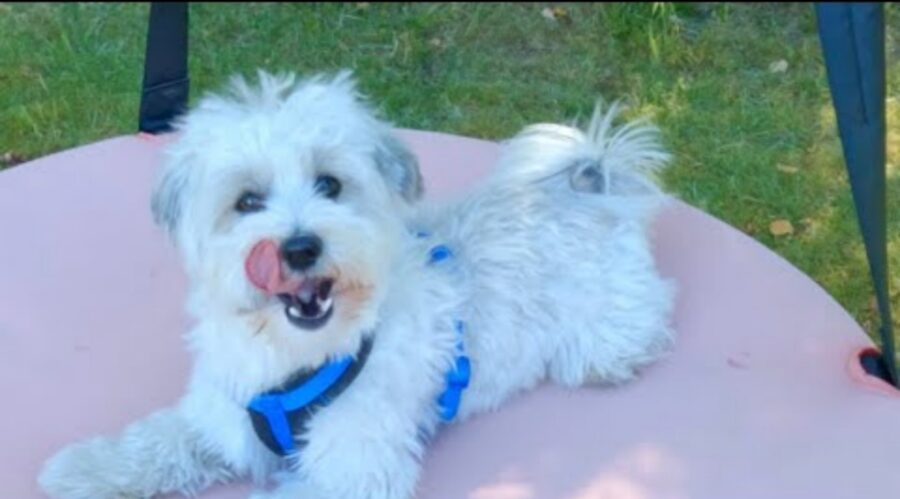 video di un cagnolino