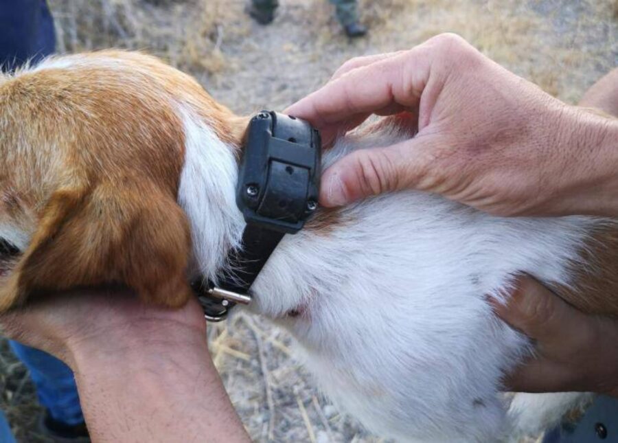 cagnolino con collare elettrico