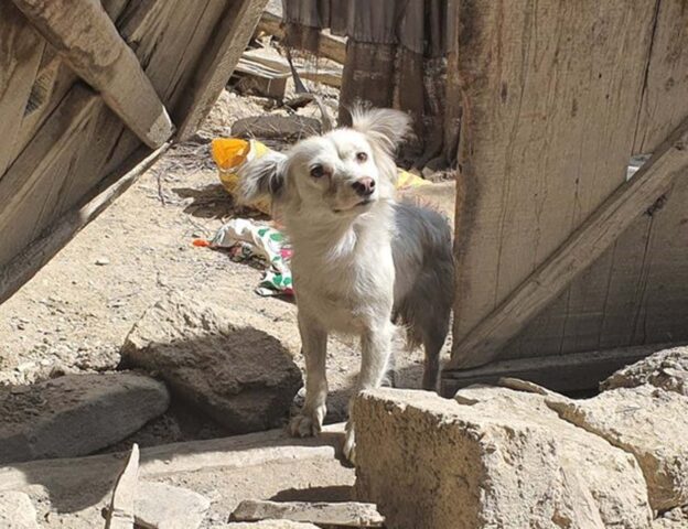 Il cagnolino è triste dopo aver scoperto che tutta la sua famiglia è morta durante un terremoto