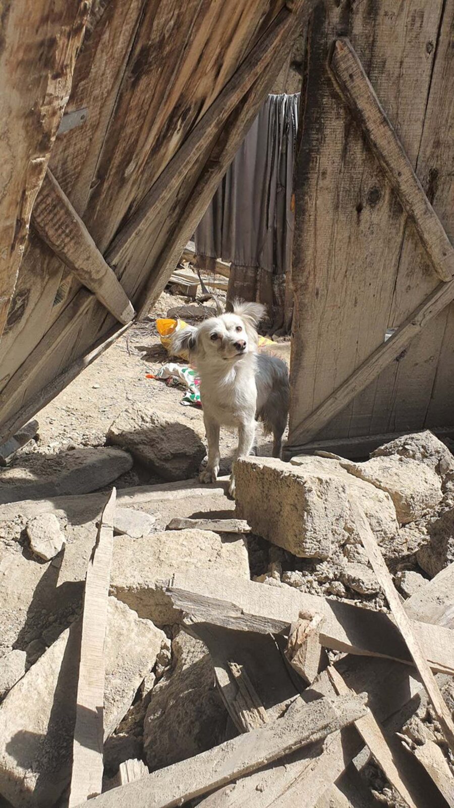 cane tra macerie di terremoto