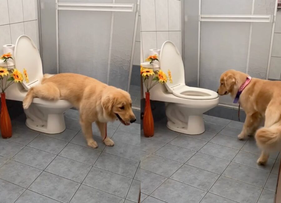 cagnolona ha imparato a usare il gabinetto