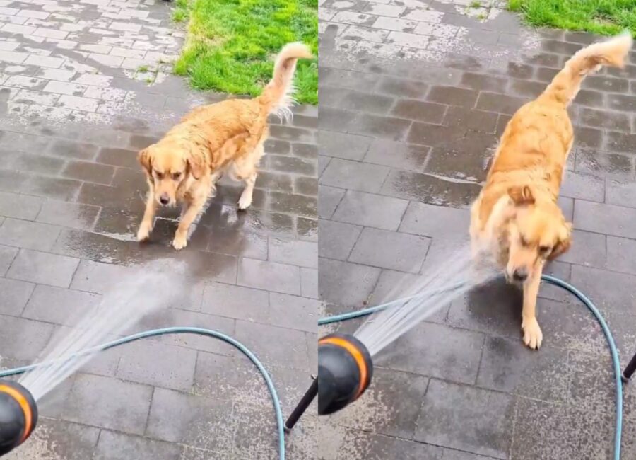 cagnolone aiuta la padrona a pulire il giardino