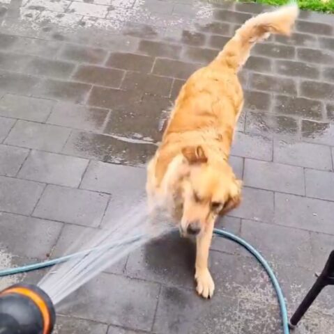 cane golden retriever gioca con l'acqua in giardino
