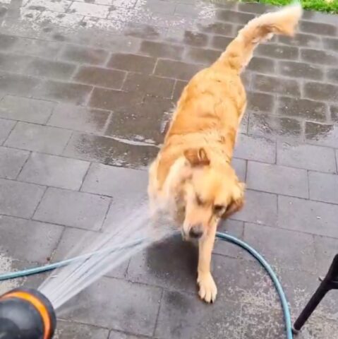 Il cagnolone Golden Retriever aiuta la padrona a pulire il giardino (VIDEO)