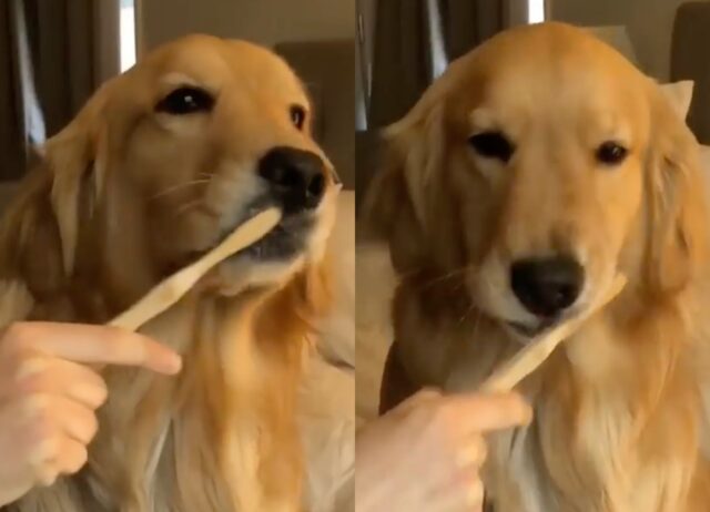 Glee, il cagnolone Golden Retriever si lava i denti ma qualcosa va storto (VIDEO)