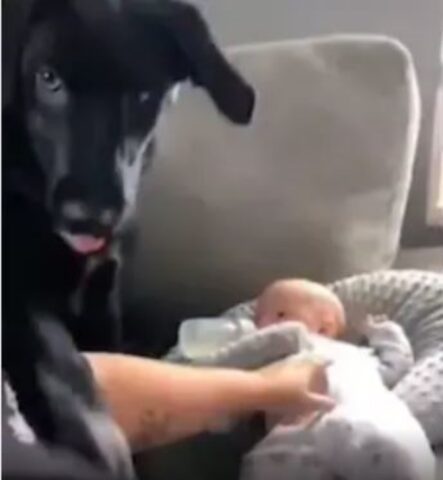 Questo cane non sopporta che gli altri tocchino il “suo” bambino (VIDEO)