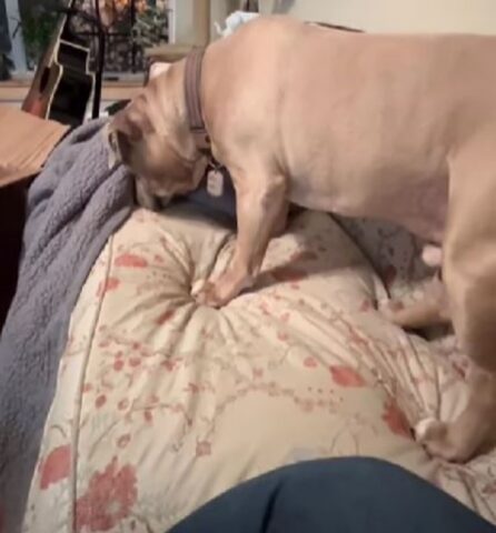 Cagnolina aspetta che la mamma adottiva le porti la copertina (VIDEO)