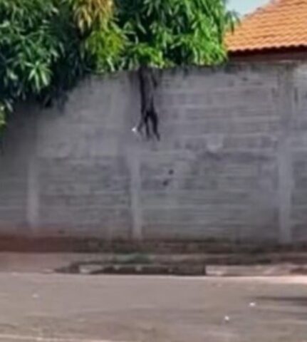 Un cane che scavalca il muro altissimo del suo giardino (VIDEO)