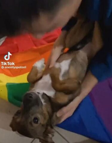 Cagnolina gioca a fare la bambina e si fa avvolgere nella coperta (VIDEO)