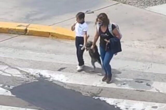 Il cucciolo ha paura di attraversare la strada ma la mamma era lì per prendere suo “figlio” per la zampa