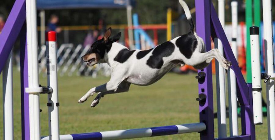campione di agility dog