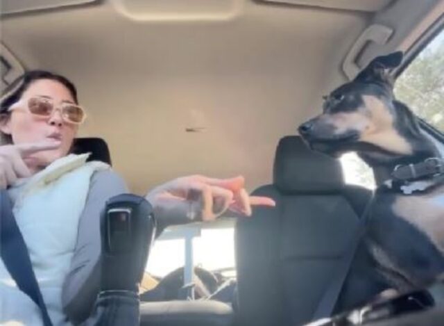 Un cane che canta in macchina insieme alla sua mamma (VIDEO)