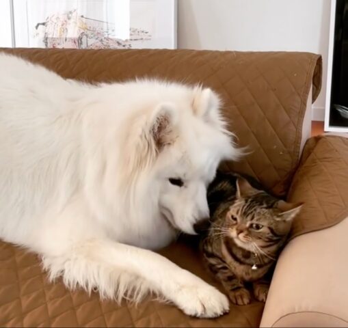 Cane Samoiedo vuole le coccole ma il gatto non sembra troppo contento (VIDEO)