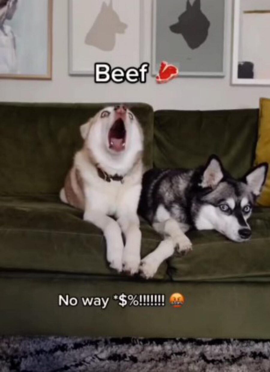 cane reagisce al test delle allergie