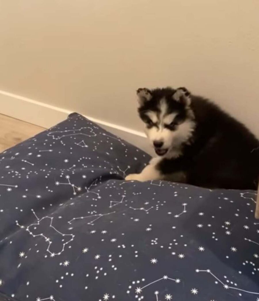 cucciolo sul suo nuovo cuscino