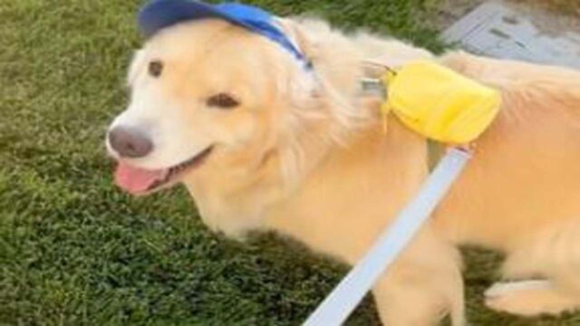 Il cagnolino ha finalmente il suo zainetto per portare sempre con se l’amata pallina (VIDEO)