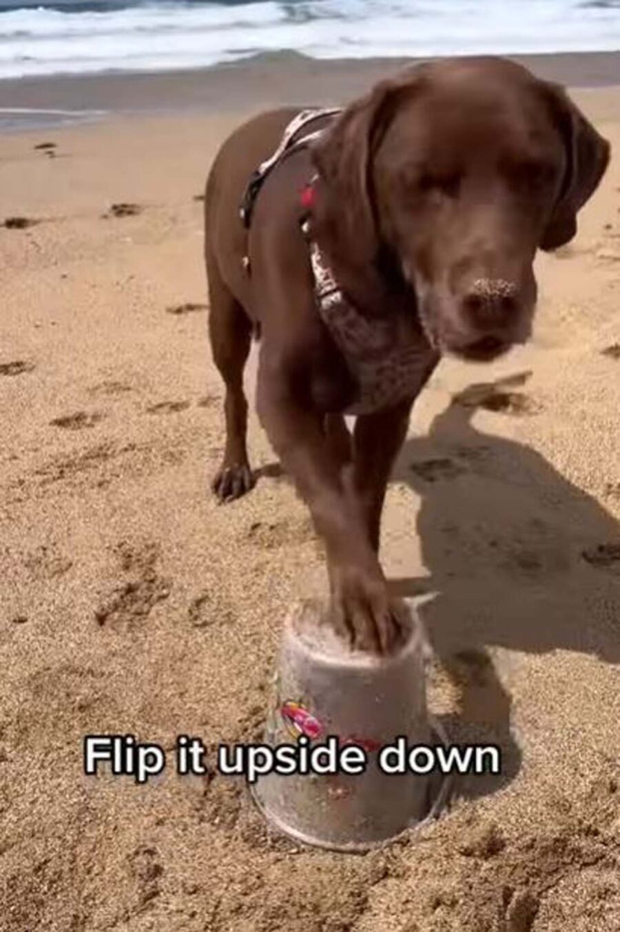 cane costruisce castello di sabbia