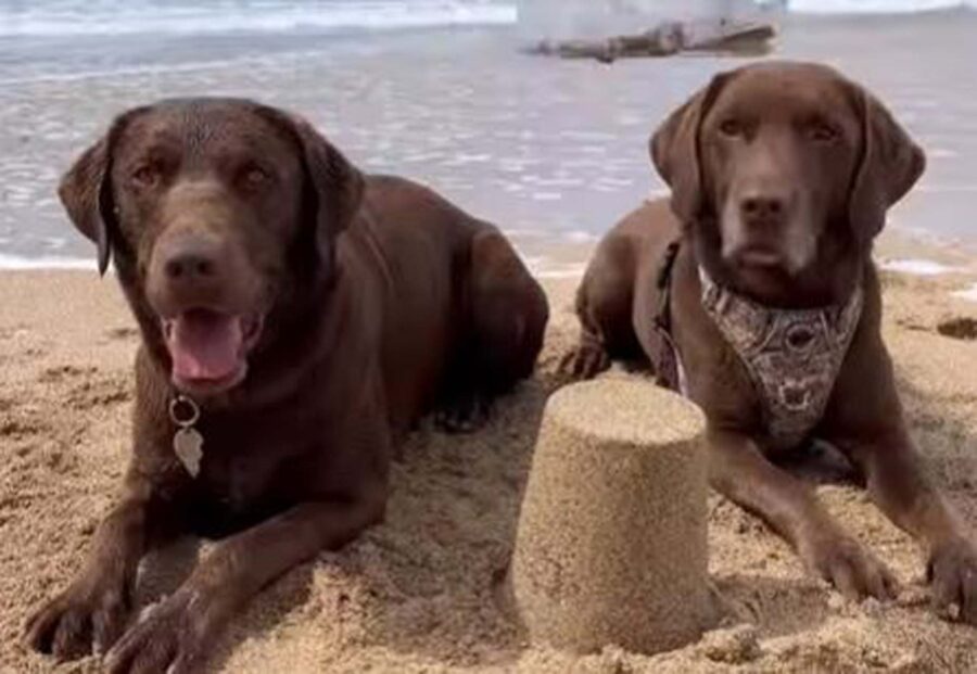 cane costruisce castello di sabbia