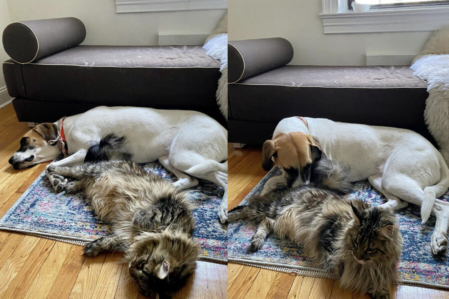 cane e gatto condividono un momento di riposo