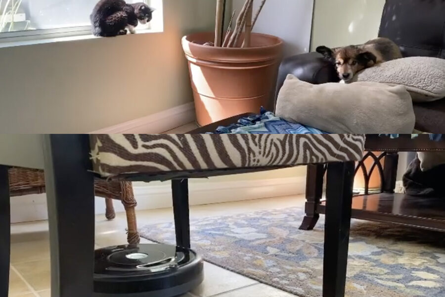 cane e gatto perplessi per aspirapolvere che pulisce la stanza