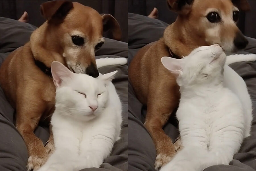 cane e gatto bianco si coccolano sul divano