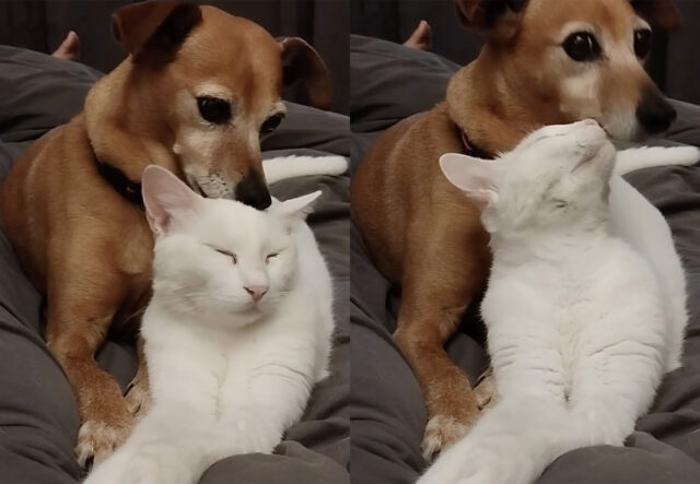 cane e gatto si coccolano sul divano e si amano
