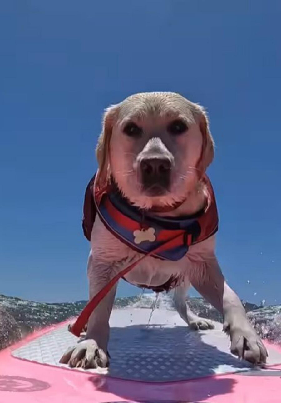 cane su tavola da surf