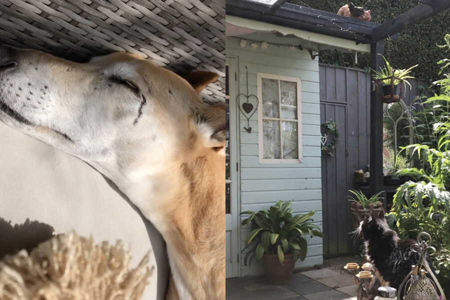 cane gatti e uccellini in giardino