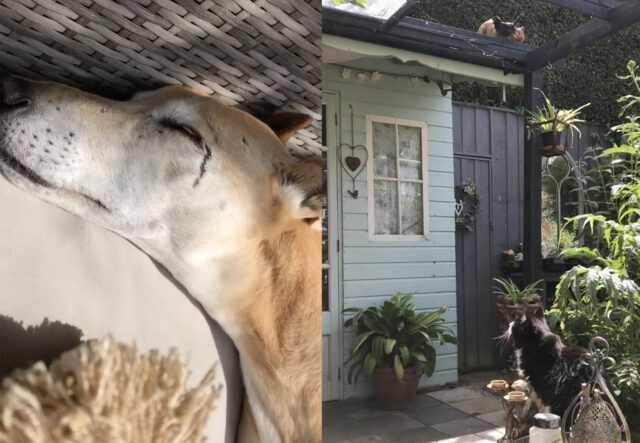 Cane, gatti e uccellini: il giardino delle meraviglie (VIDEO)