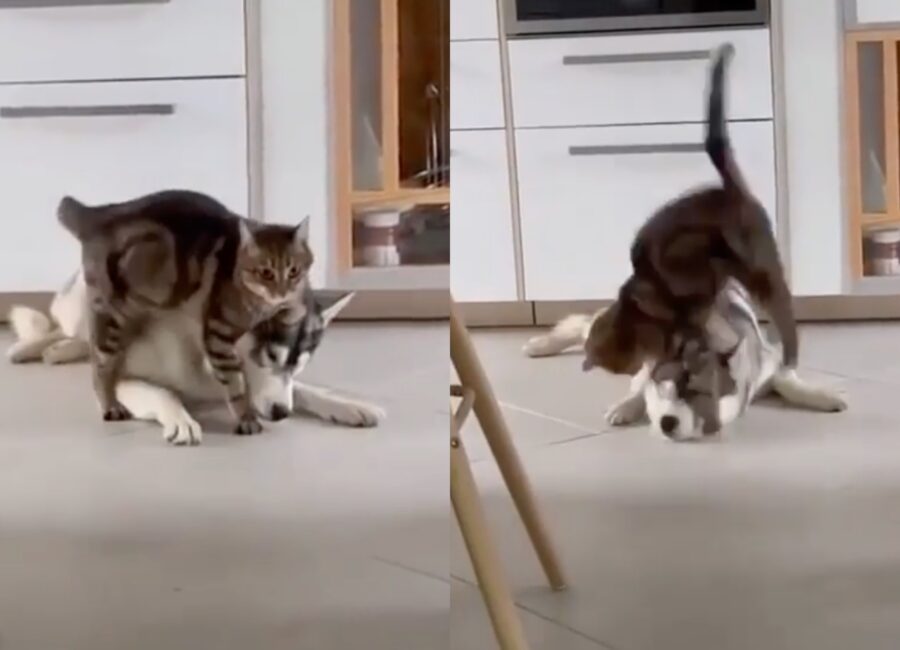 cane husky disturbato da un gatto salterino